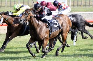 Karaka graduate Volpe Veloce (NZ) put up a classy performance in the Group 2 Japan NZ International Trophy. Photo: Race Images